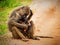 Baboon monkeys in African bush. Tsavo West, Kenya