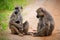 Baboon monkeys in African bush. Tsavo West, Kenya