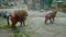 Baboon monkeys in zoo