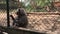 Baboon monkeys in zoo, in African area