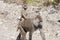 Baboon mother with baby on back, Tanzania, Africa