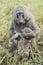 Baboon mother caring suckling baby in Uganda, Africa