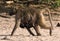 Baboon mother with a child on the bank of the Chobe River in Botswana