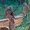 Baboon mother feeds the baby sitting in a tree