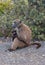Baboon mother nursing baby in Cape Point National Park in Cape Town South Africa