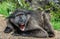 Baboon with open mouth exposing canine teeth.