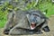 Baboon with open mouth exposing canine teeth. The Chacma baboon.