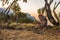 Baboon performing personal hygiene in the amazing landscape of Simian mountains