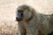 Baboon portrait, Tarangire National Park, Tanzania