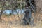 Baboon resting and watching in Kruger National Park in South Africa