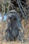 Baboon resting and watching in Kruger National Park in South Africa