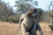 Baboon scratching in Kruger National Park in South Africa