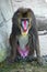 Baboon Sitting