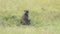 A Baboon Sitting On The Grass Before Running In The Wilderness In Kenya - Closeu