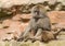 Baboon Sitting Playing