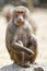 Baboon, sitting on a rock