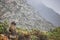 Baboon sitting on a rock overlooking mountains on a rainy day - Clarence Drive, between Gordons Bay and Kleinmond in the Western C