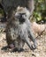 Baboon sitting in short grass in the Ngorongoro Crater