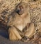 Baboon sitting on the side of a road