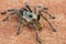 Baboon spider