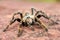 Baboon spider