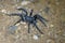 Baboon spider & x28;Brachionopus robustus& x29; in South Africa