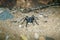 Baboon spider & x28;Brachionopus robustus& x29; in South Africa