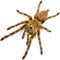 The baboon spider Pterinochilus murinus DCF