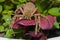 Baboon spider on a purple flower