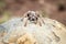 Baboon spider on a rock.