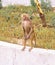 Baboon standing in silence on the edge of the wall and watching with hands crossed in chhatbir zoo