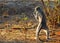Baboon standing upright on hind legs while feeding in south luangwa national park
