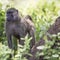 Baboon - Tarangire National Park - Wildlife Reserve in Tanzania, Africa