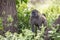 Baboon - Tarangire National Park - Wildlife Reserve in Tanzania, Africa