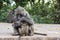 Baboon - Tarangire National Park - Wildlife Reserve in Tanzania, Africa