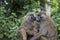 Baboon - Tarangire National Park - Wildlife Reserve in Tanzania, Africa