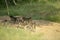 A baboon troop in a dry river bed