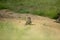 A baboon troop in a dry river bed