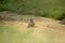 A baboon troop in a dry river bed