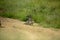 A baboon troop in a dry river bed