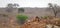 Baboon troop on Lion Rock in Kruger National Park in South Africa