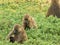 Baboon troop sitting on the ground and feeding at amboseli