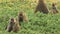 Baboon troop sitting on the ground and feeding at Amboseli