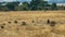 Baboon troop walking in masai mara game reserve