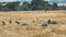 Baboon troop walking in Masai Mara Game Reserve