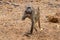 Baboon walking along wet river bed