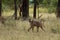 Baboon walking through grassland