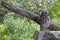 Baboon walking on tree branch