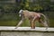 Baboon walking on wooden plancks