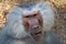 Baboon at zoo in india with big tooth